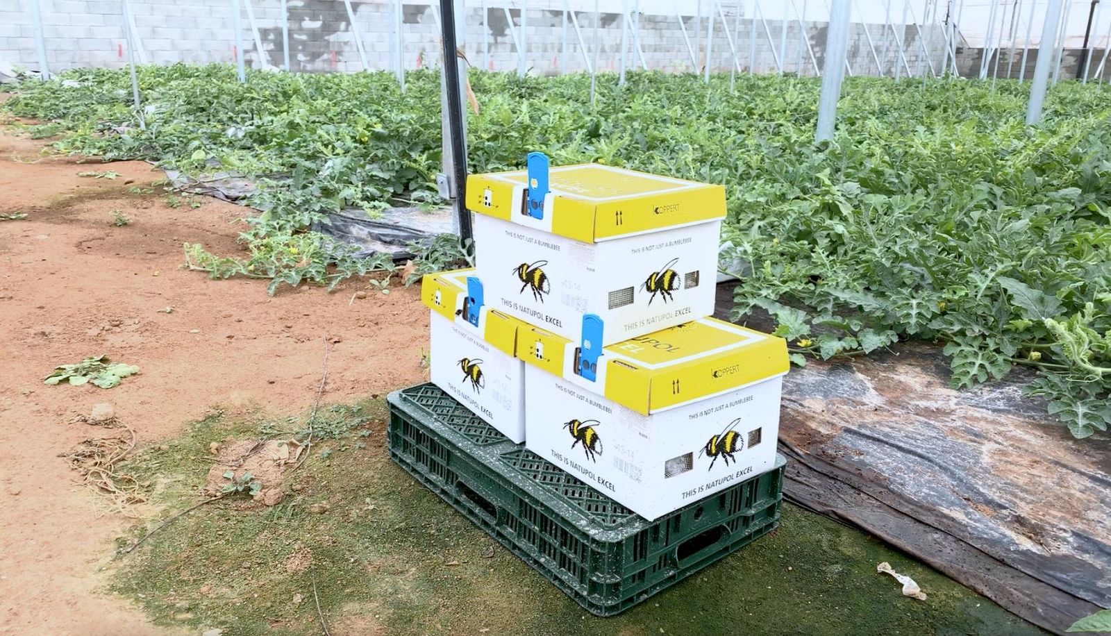 Colmenas de abejorros Natupol Excel en un invernadero de sandía en Vícar (Almería).
