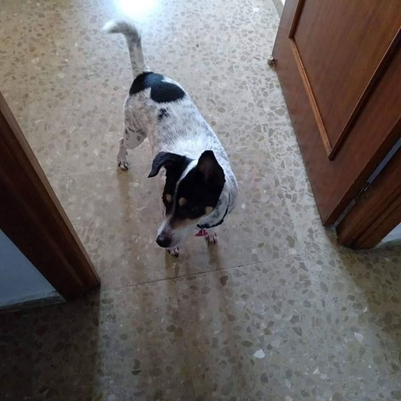 Imagen de Rocky, un bodeguero que busca una nueva familia.