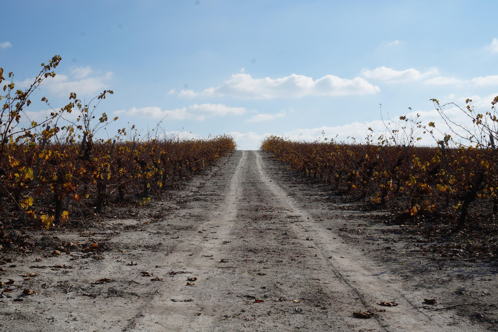 Un recorrido en fotografías por el vino nuevo de Moriles
