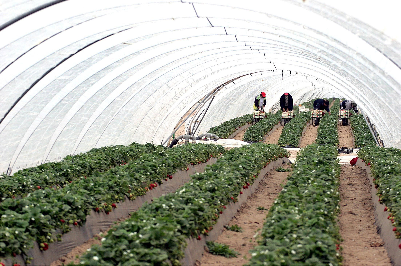 Cultivo de fresas en la provincia de Huelva.