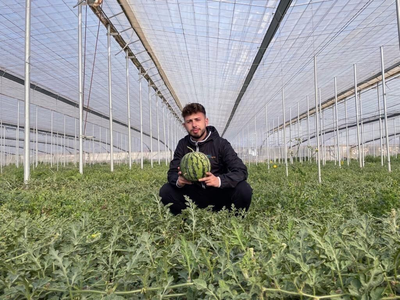 Productor de sandía.