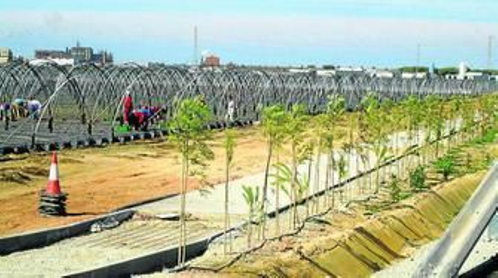 Colocación de árboles y arbustos de la pantalla vegetal junto a los campos de cultivos de fresa.
