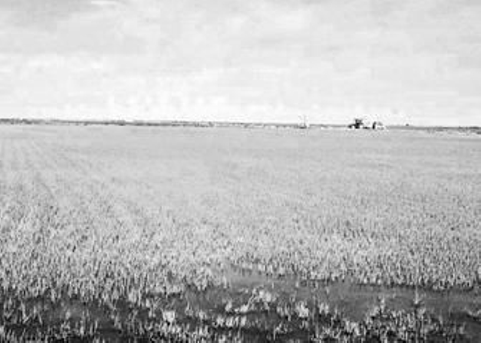 Una máquina, al fondo, trabaja en un arrozal del norte de Doñana.