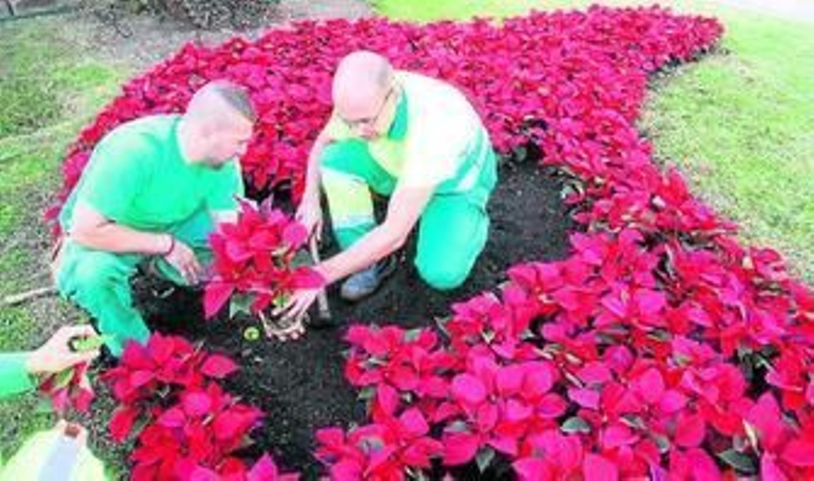 Varios operarios municipales colocan pascueros.