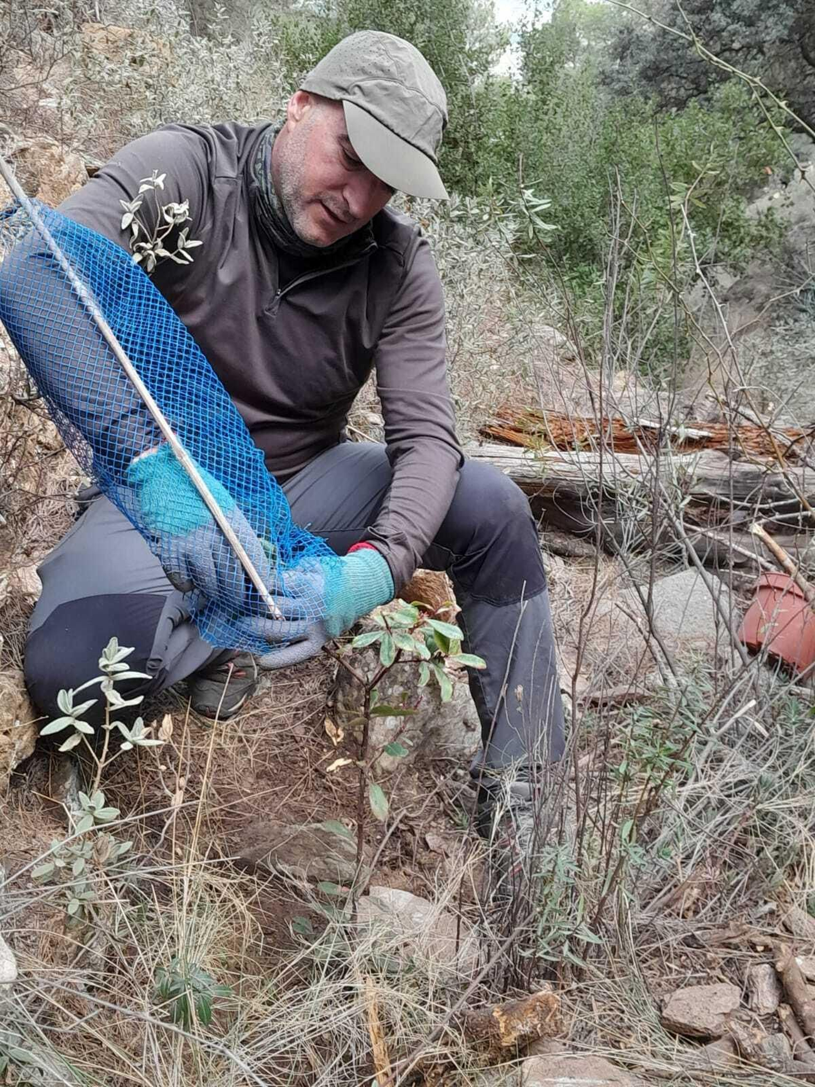 Plantación de uno de los alcornoques.