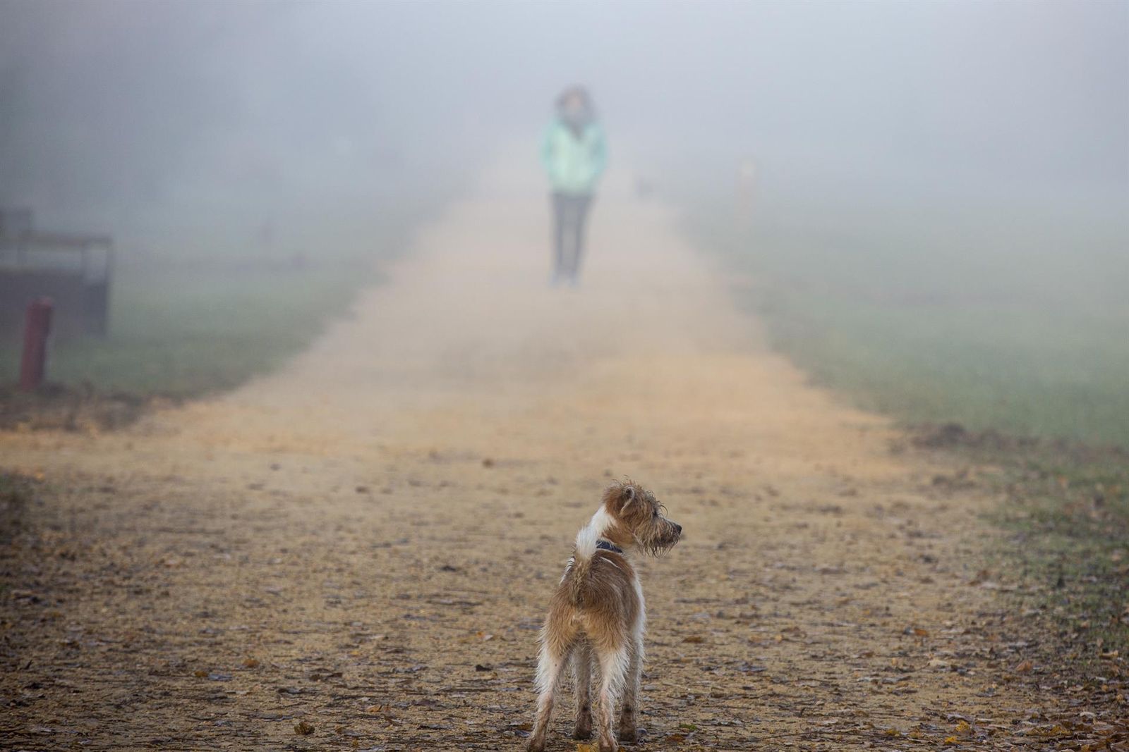 Imagen de archivo de un perro en un parque