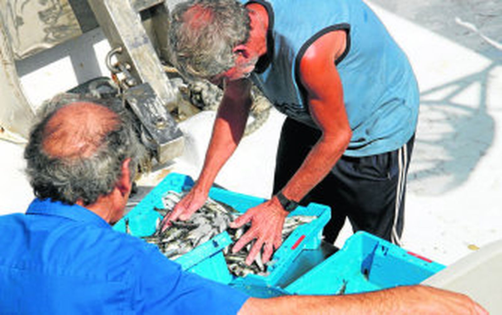 La flota pide un reparto de cuotas del boquerón en base a estudios biológicos