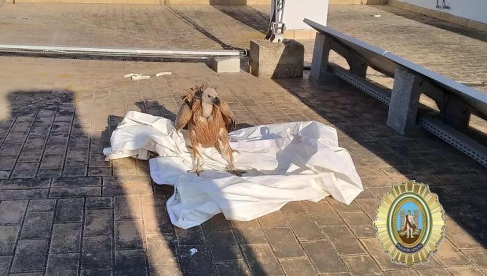 El buitre rescatado.