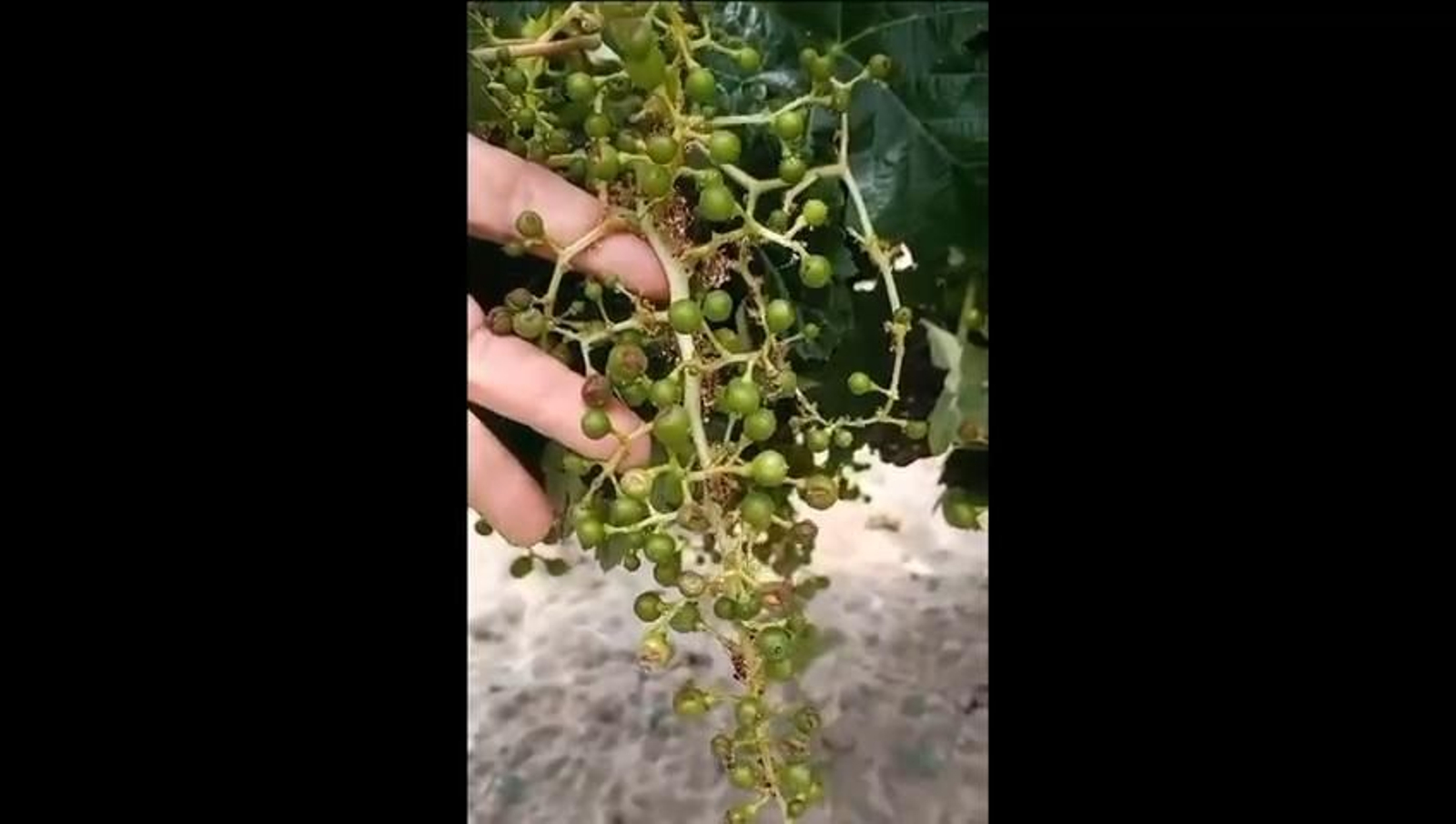 Daños en el viñedo de Trebujena de la tormenta de pedrisco