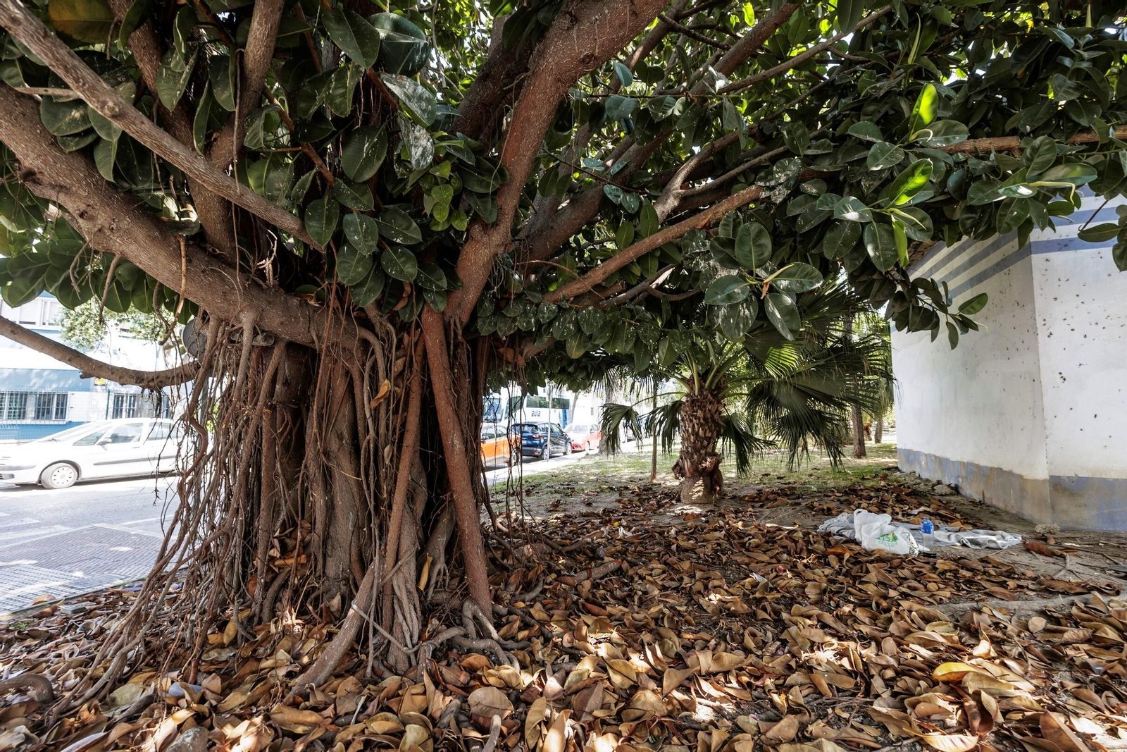 Las zonas verdes menos verdes de la ciudad de Cádiz