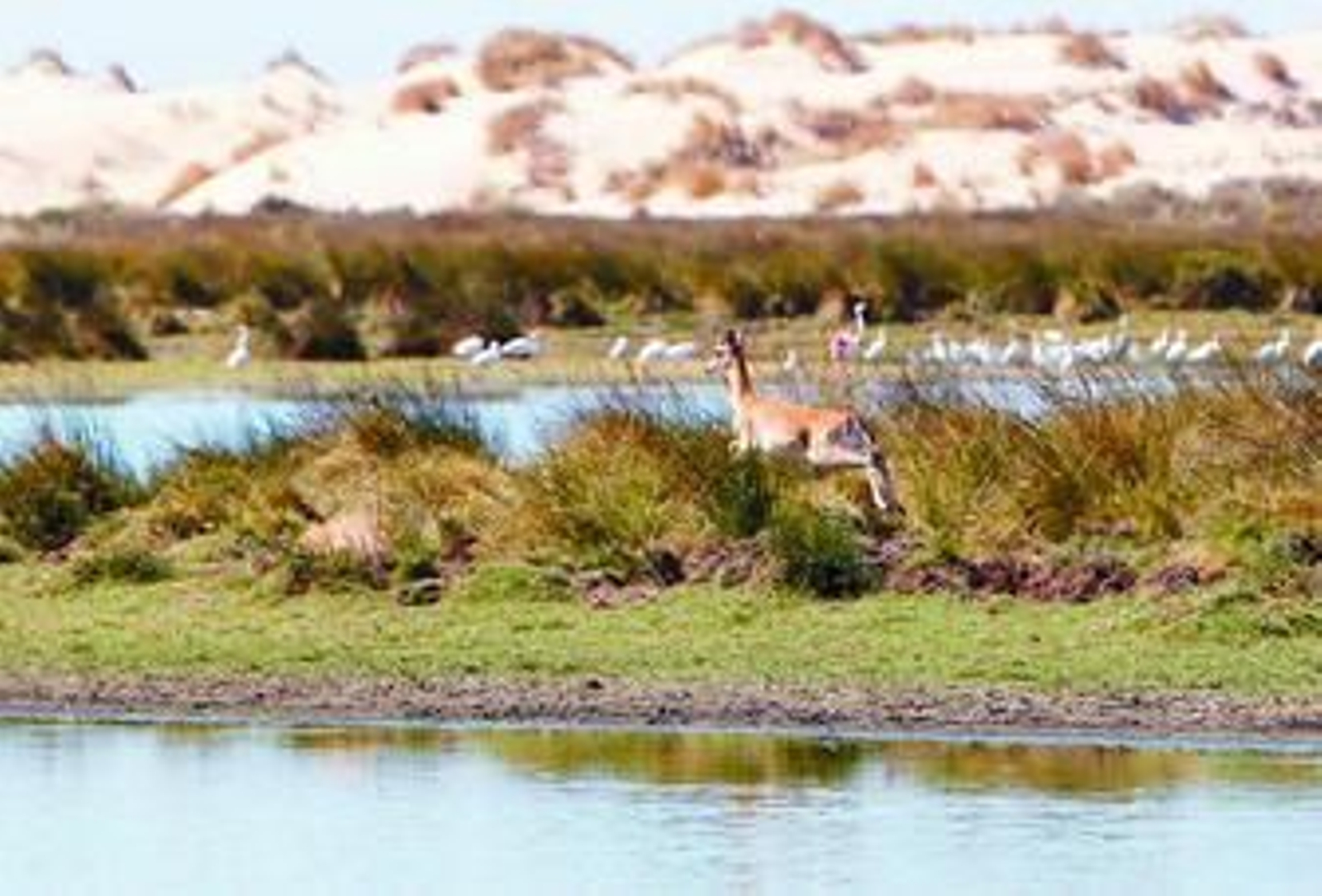 La laguna de Santa Olalla, en pleno corazón del parque nacional de Doñana.