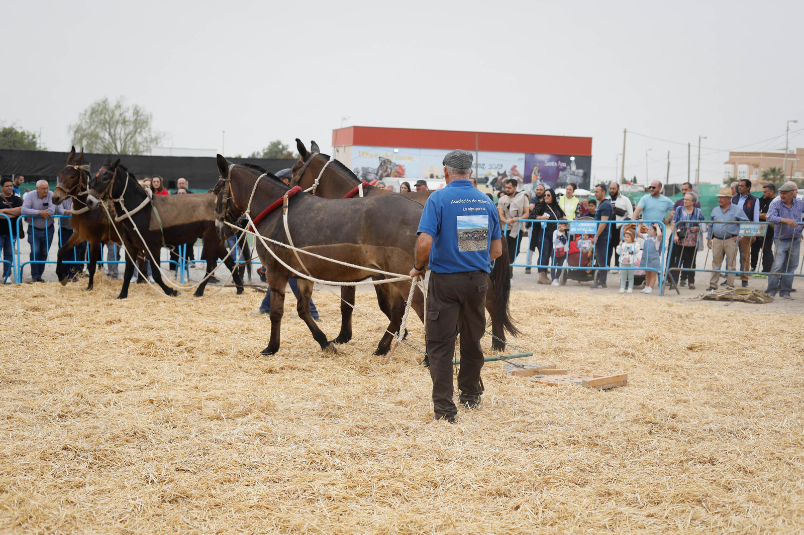 Galería de la Feria  de ganado en Tarambana