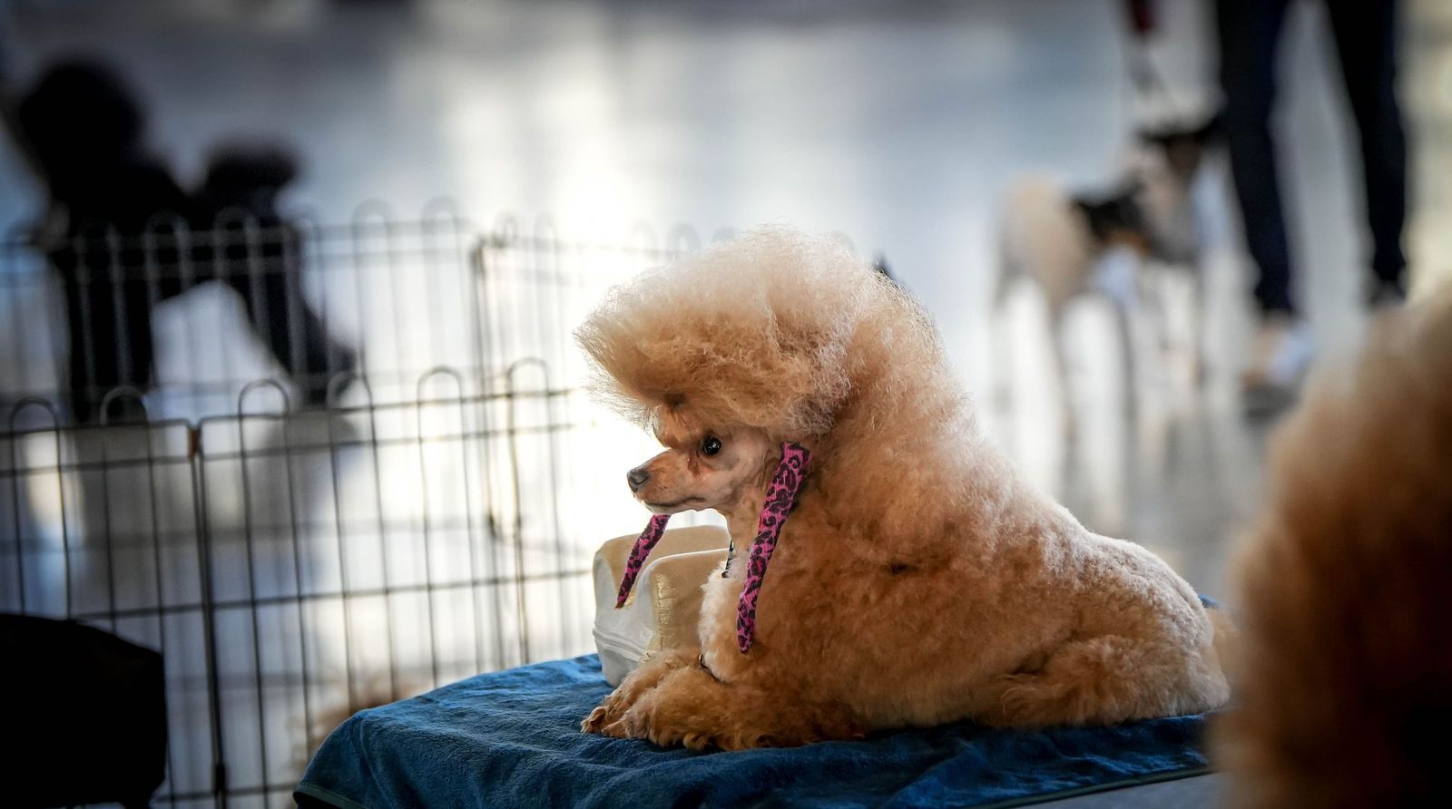 Espectacular exposición canina en Ifeca Jerez, en imágenes