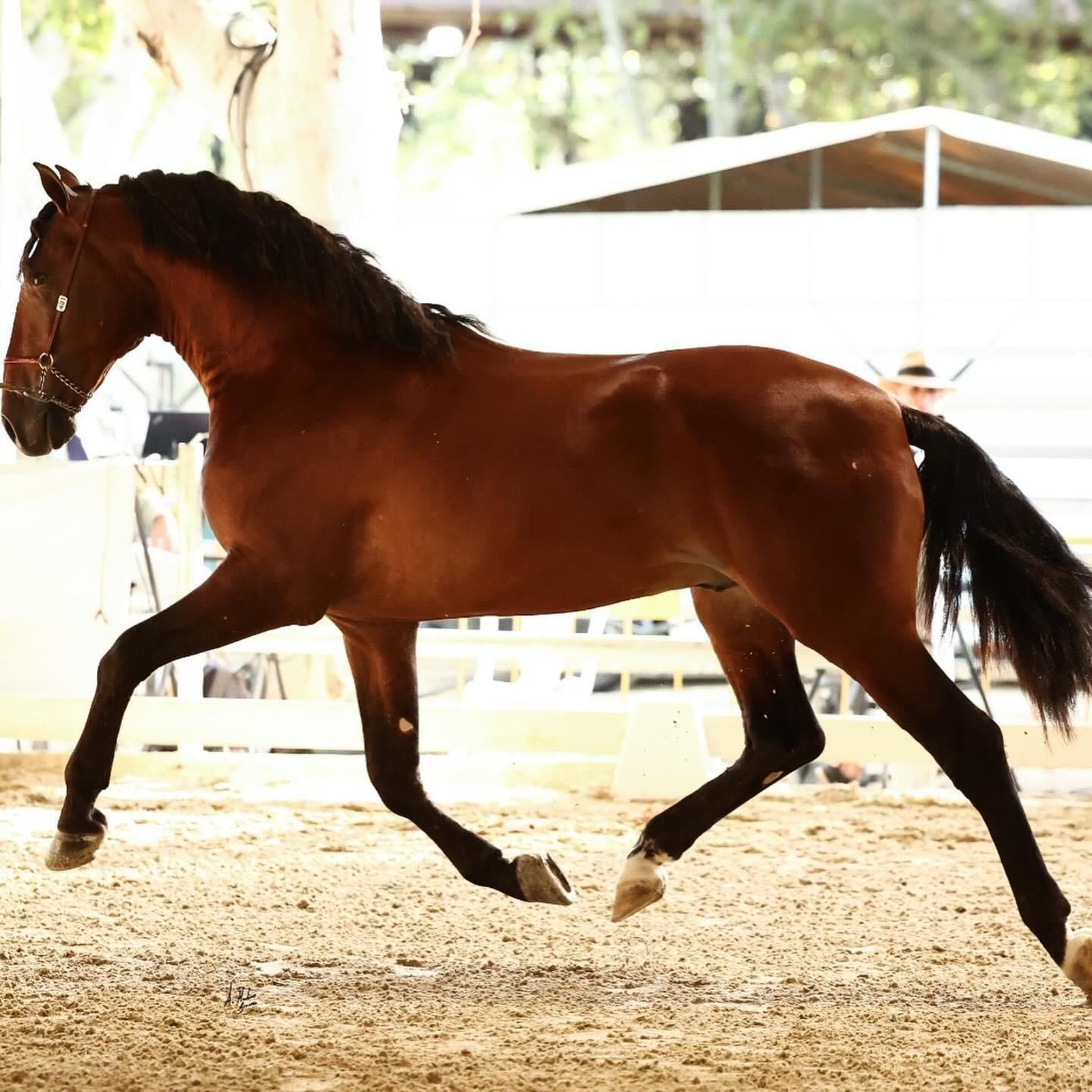 Así es el bello concurso de caballos de Andújar, en imágenes
