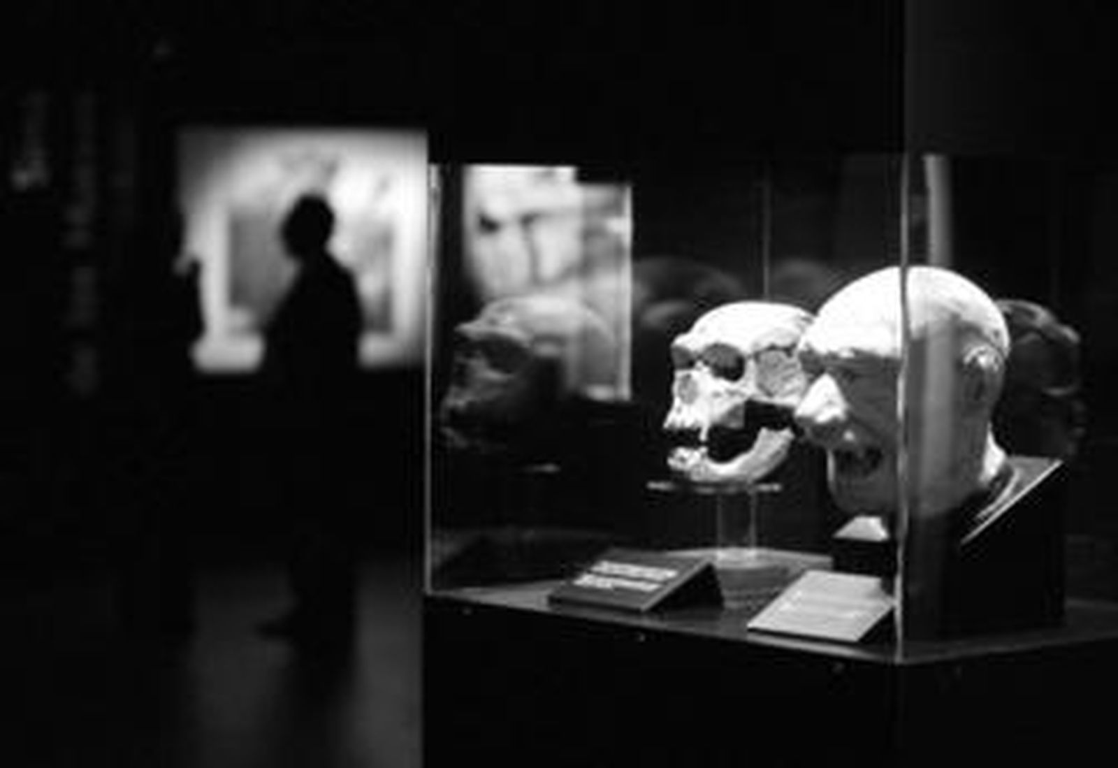 Algunas de las vitrinas de la exposición muestran la evolución de los cráneos humanos.