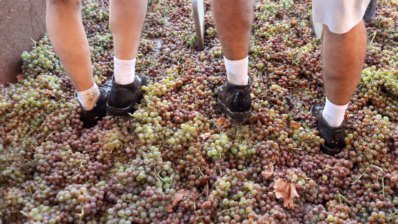 Tradicional Pisa de la Uva en la Catedral de Jerez 2023