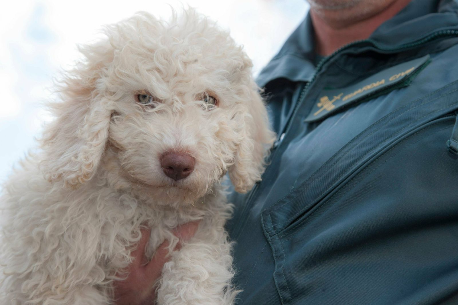 El perro 'Dylan', en brazos de su cuidador.