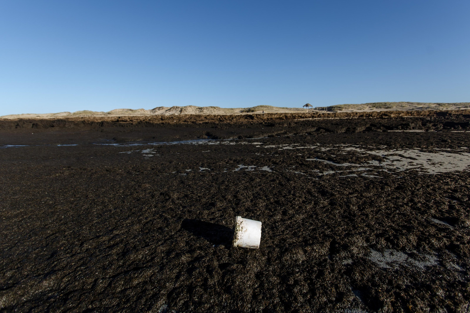 El alga asiática invade de nuevo la playa de Los Caños de Meca