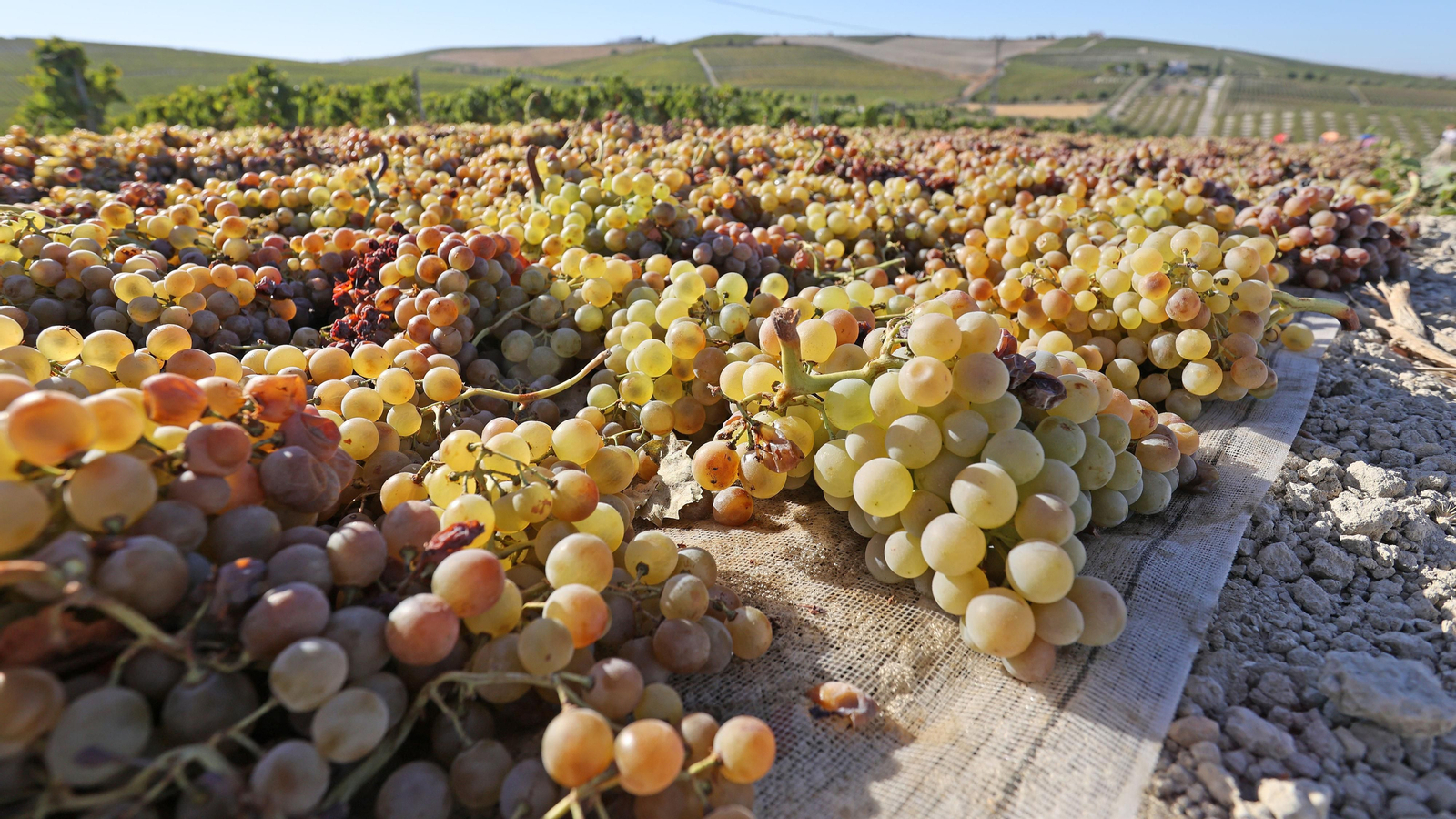 Asoleo de Pedro Ximénez en González Byass