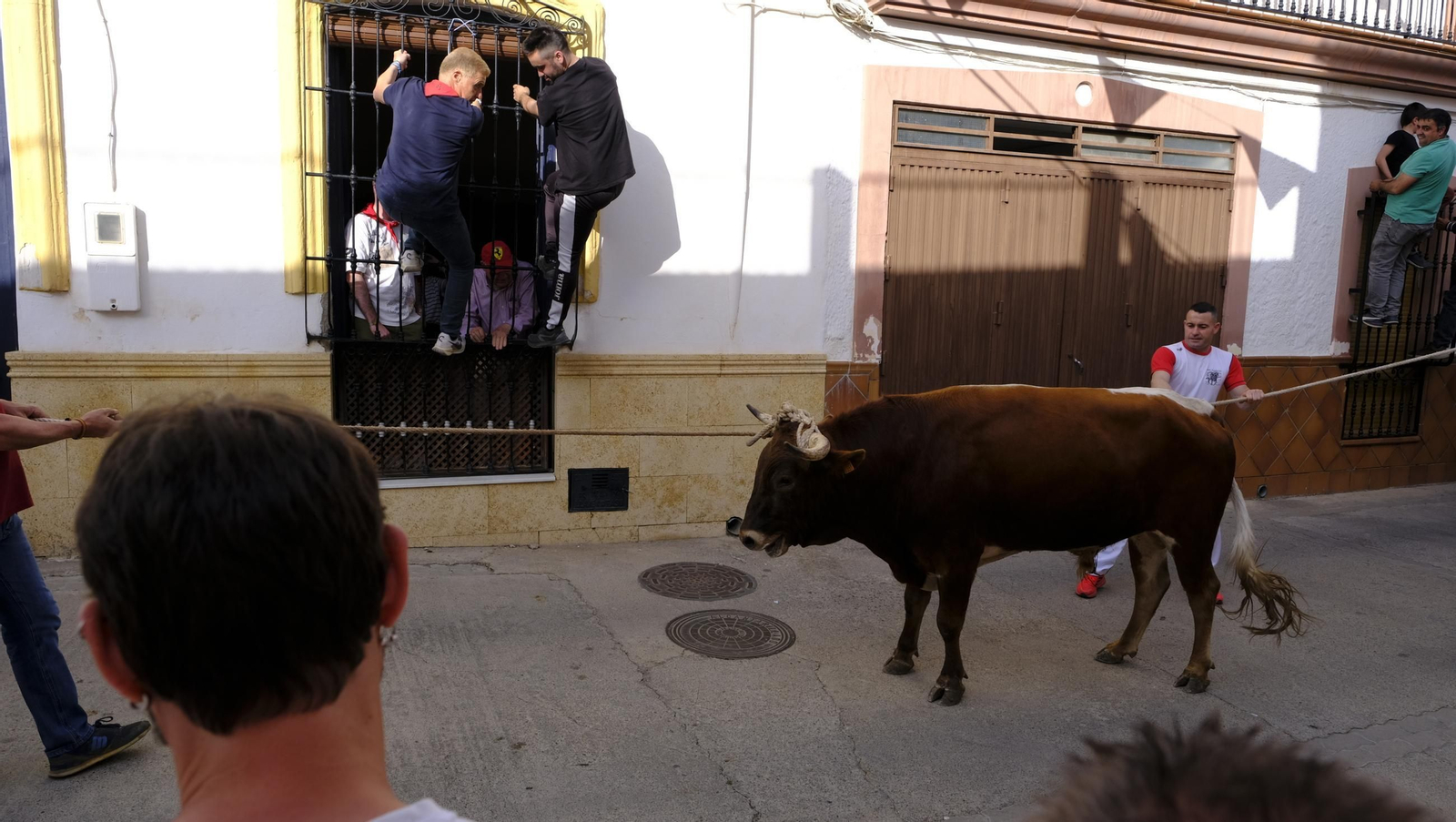 Los toros ensogados de Ohanes, en imágenes