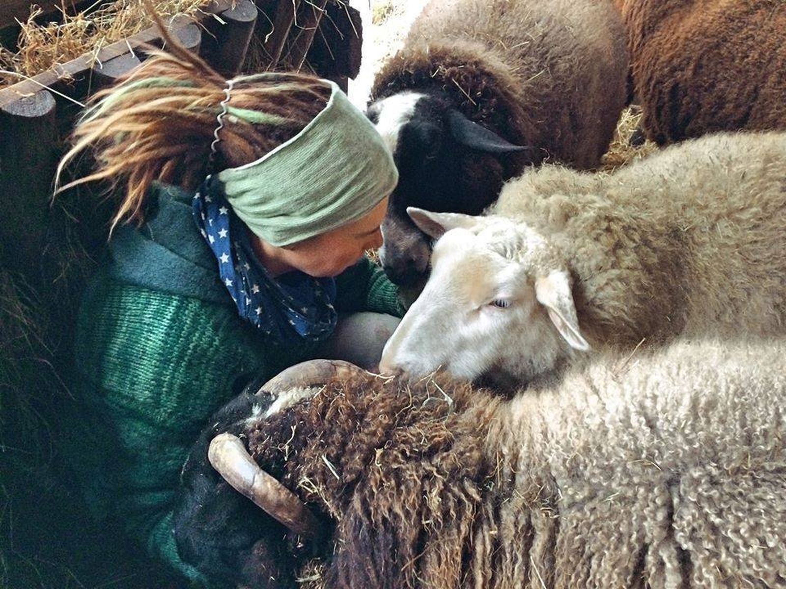 Abrazar ovejas para combatir la soledad, la iniciativa de una granja de animales