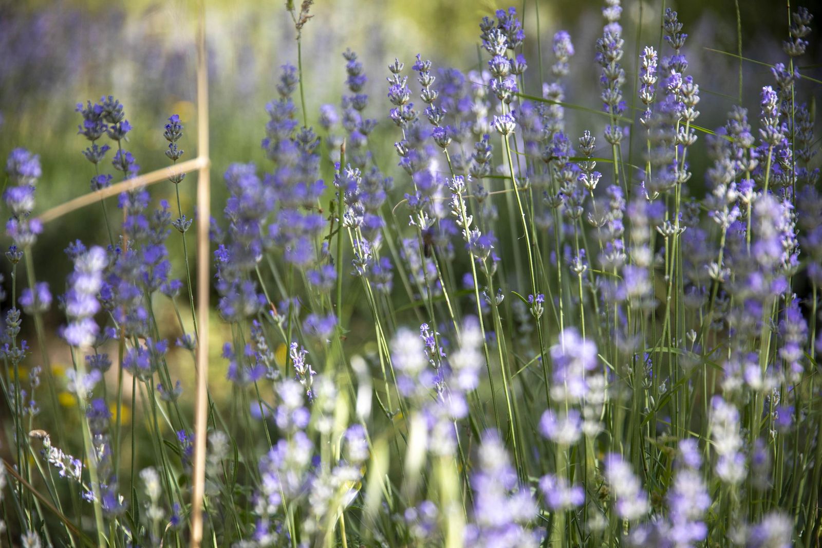 El jardin de lavandas en Benecid
