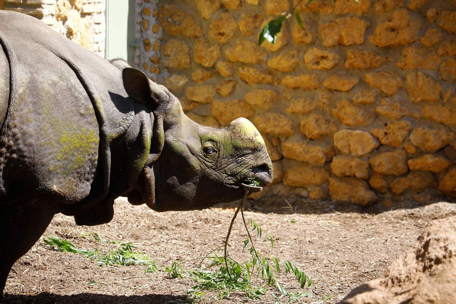 Así es Manas, el rinoceronte indio del Zoo de Córdoba