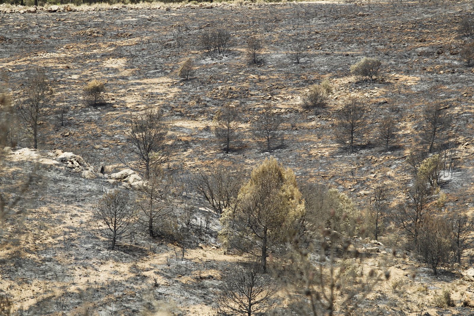 Fotogalería incendio extinguido Sierra de Gádor