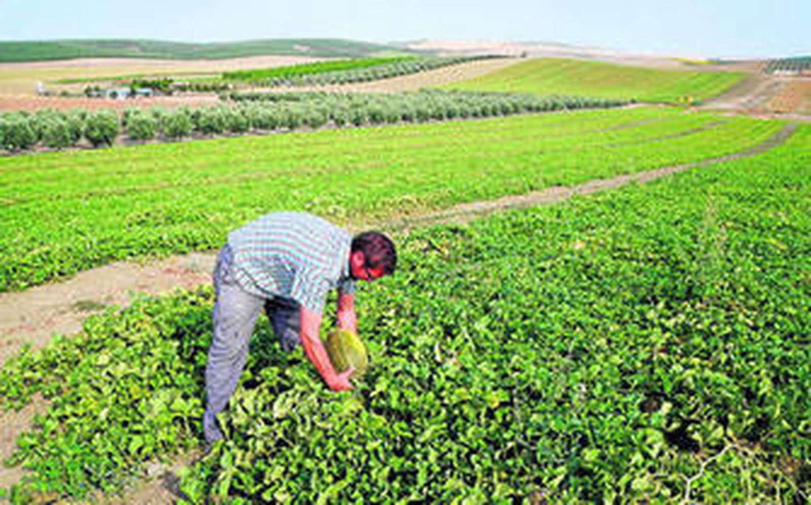 Juan Francisco Gil, en un campo de cultivo en el término municipal de Montalbán.