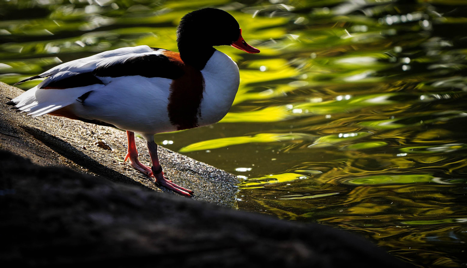 La especial mirada de los animales del Zoo de Jerez