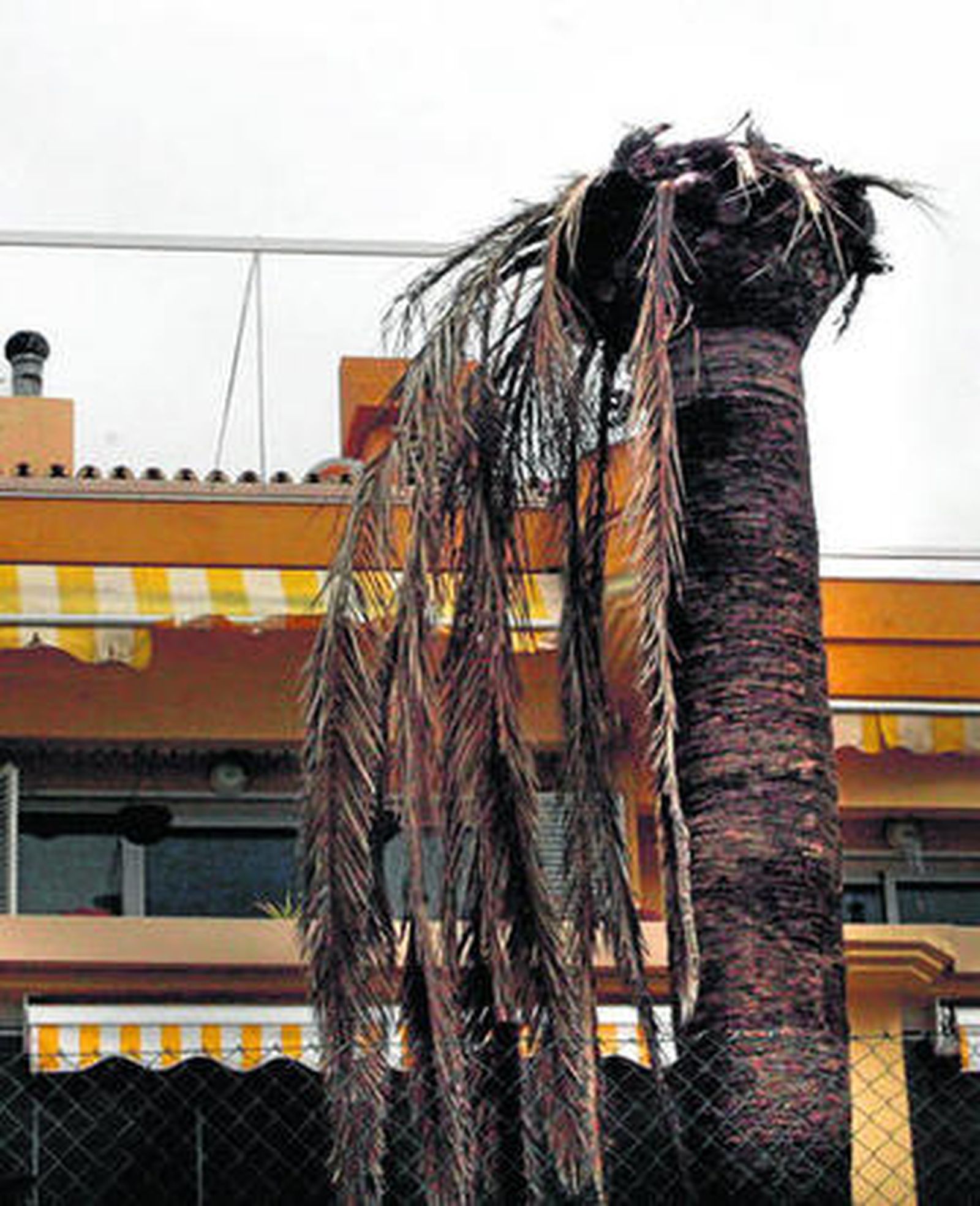 Una de las palmeras afectadas por el insecto, situada en la avenida de España.