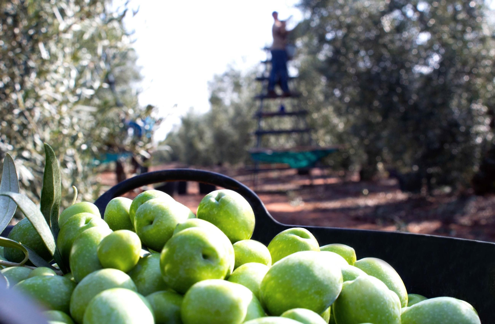 Aceituna Manzanilla de Sevilla. Aceituna Manzanilla de Sevilla.