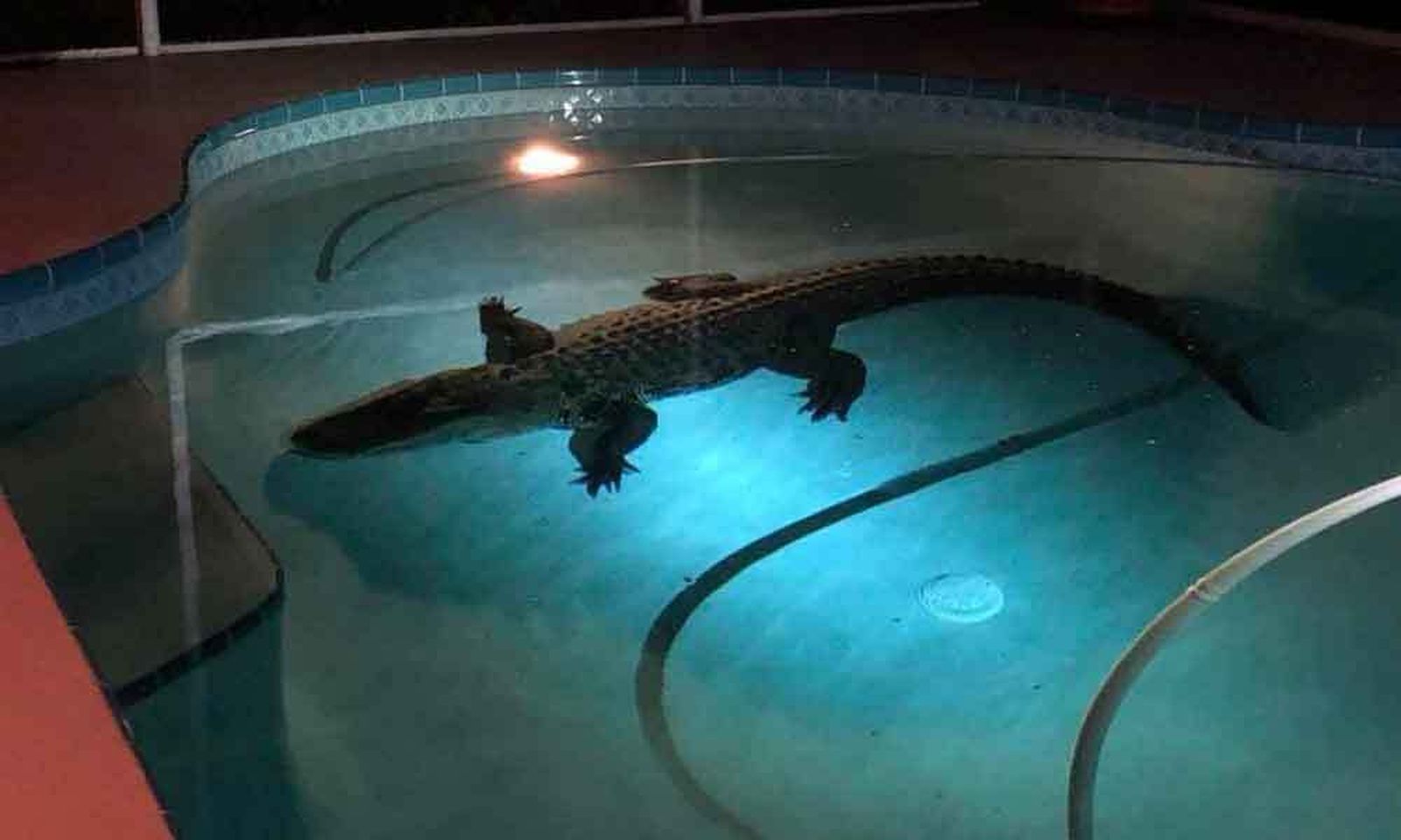 Encuentran en la piscina de su casa un caimán de casi 4 metros de largo