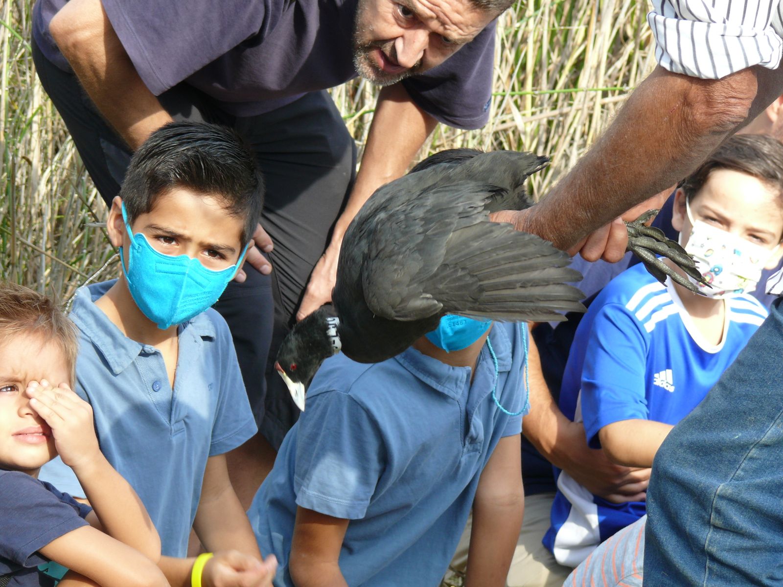 Las imágenes de la suelta de fochas cornudas y porrones pardos