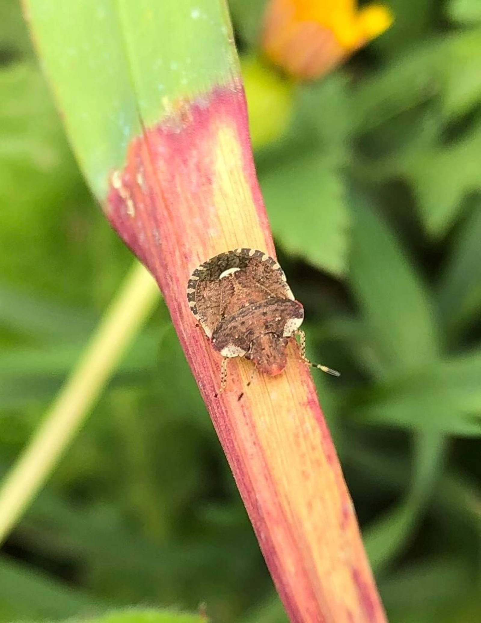 Las fotografías de la primavera en la Campiña de Córdoba