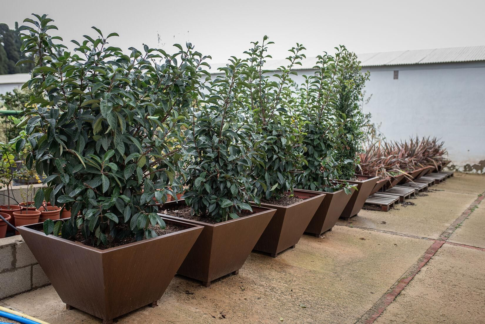 Varios maceteros en el vivero municipal que esperan su sitio en la capital.