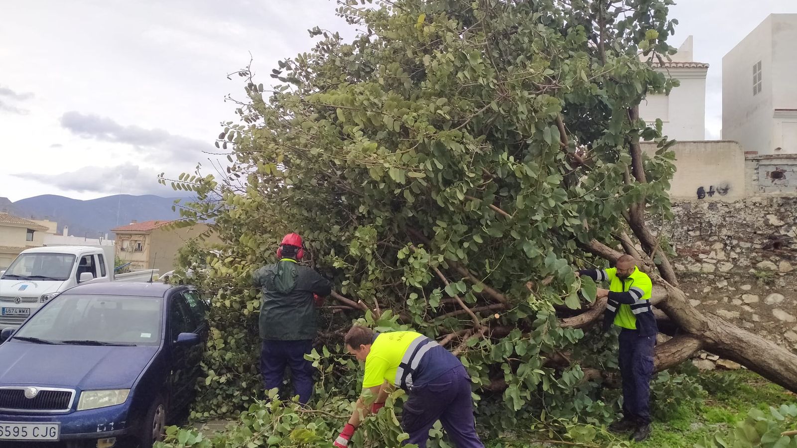 Varios operarios retirando un árbol caído en Salobreñac