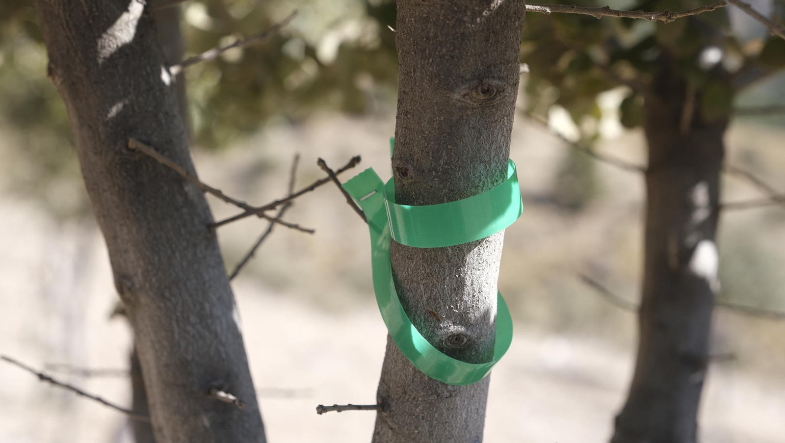 La trufa negra, el tesoro oculto de Laujar, en imágenes