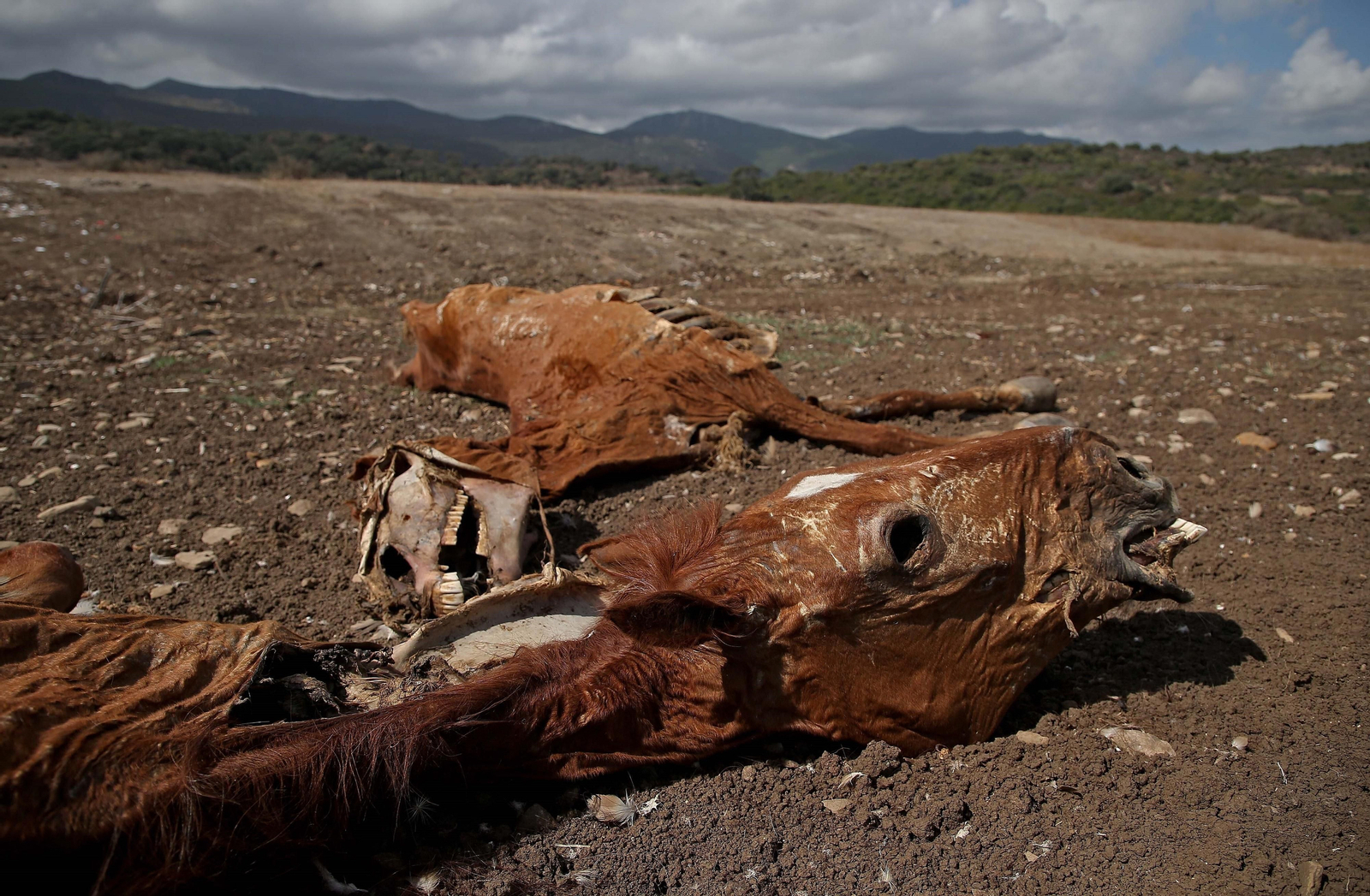 Aparición de nuevos cadáveres equinos a pocos kilómetros del centro comercial Puerta Europa.