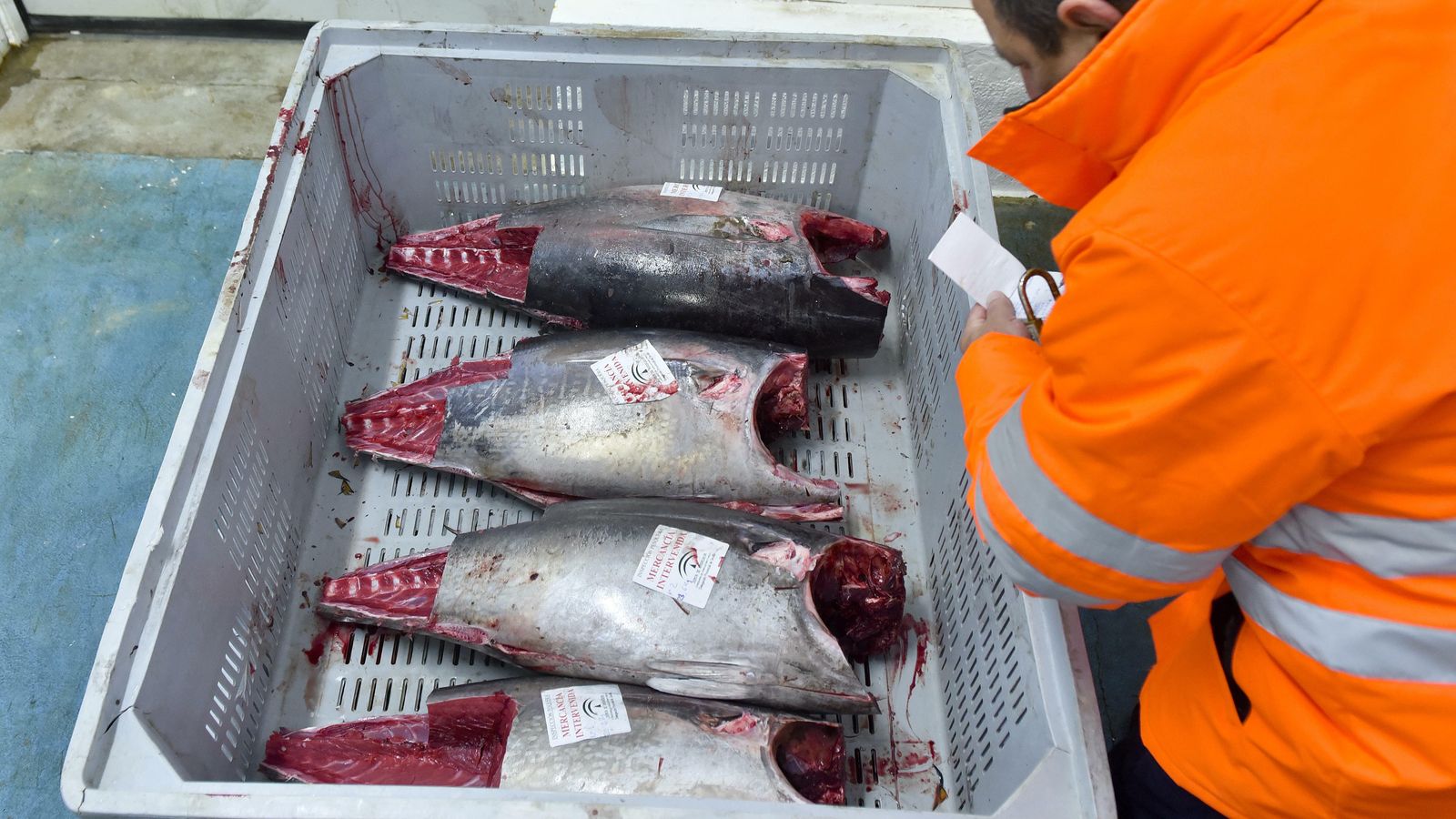 Atunes intervenidos en Mercasevilla.