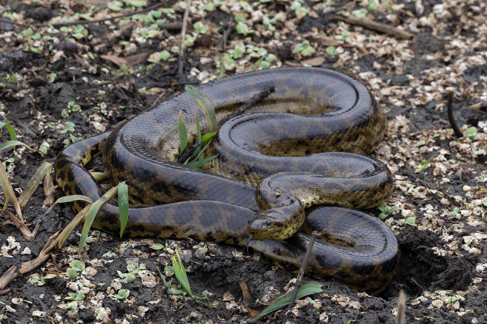 Las llamas convierten en una tumba al aire libre El Pantanal en Brasil