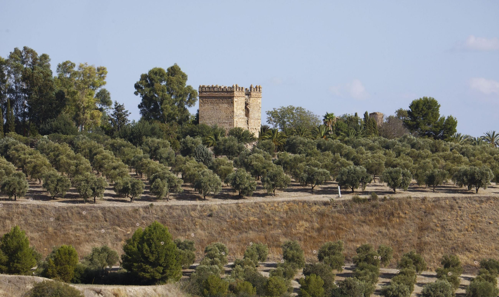 Vista de un olivar en el campo cordobés