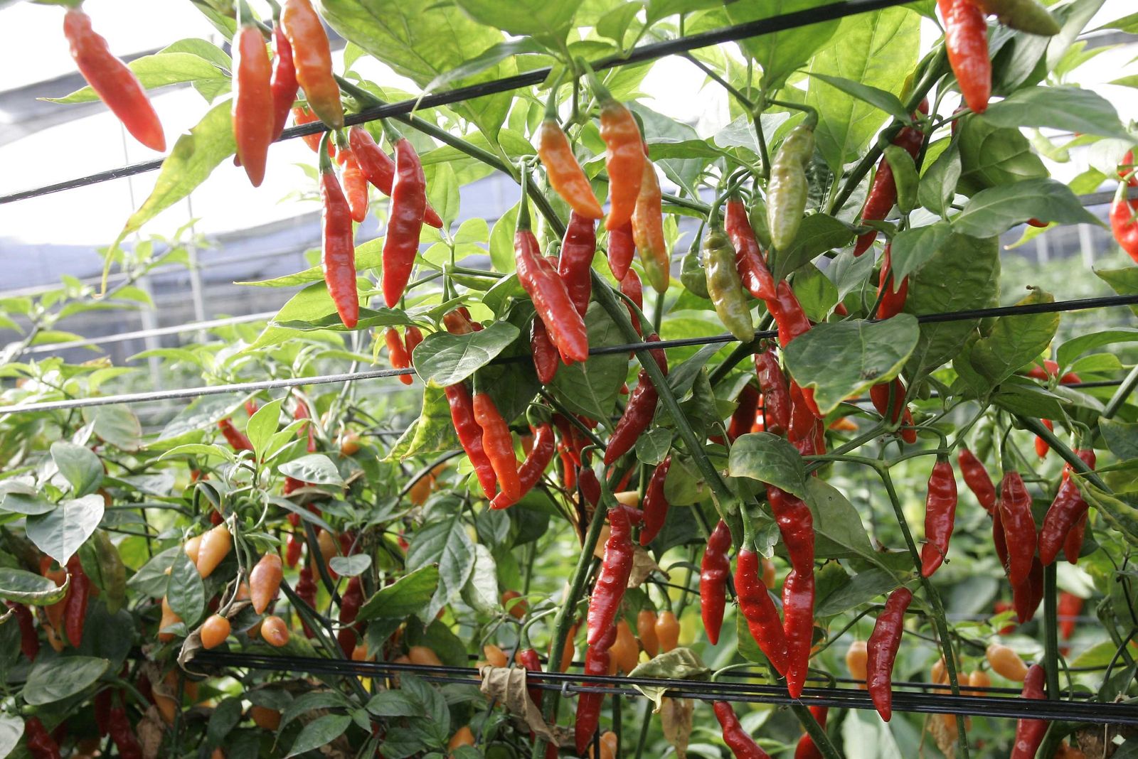 Orgullosos del cultivo bajo plástico