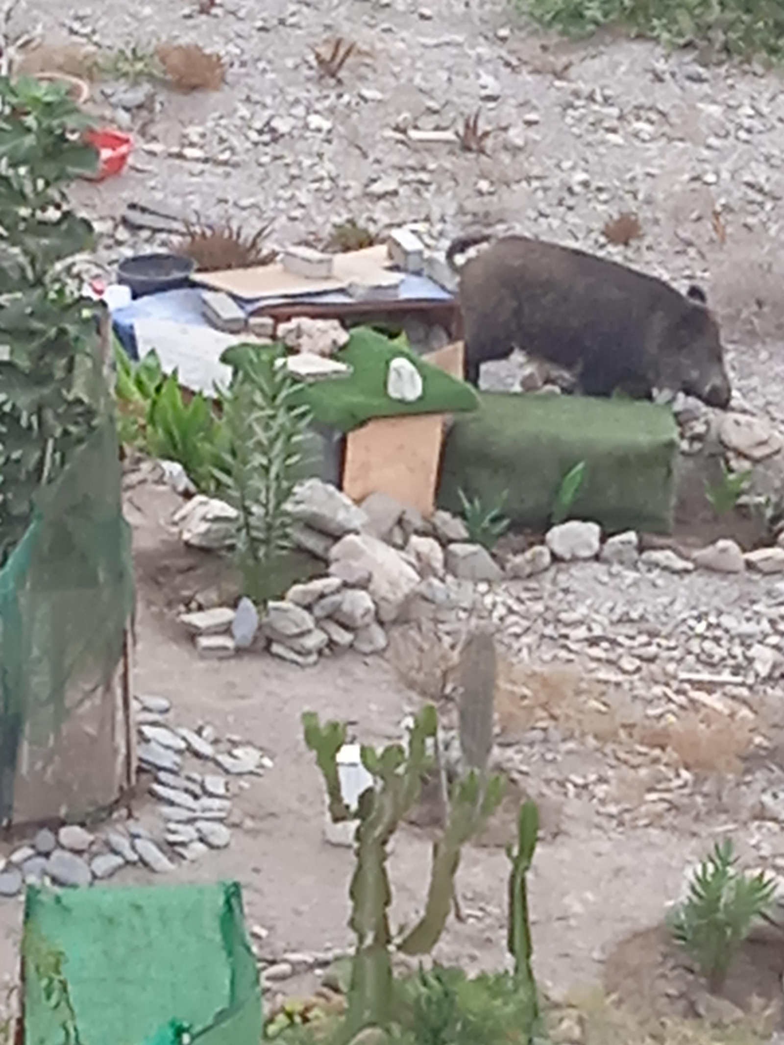 El jabalí campa a sus anchas por Retamar.