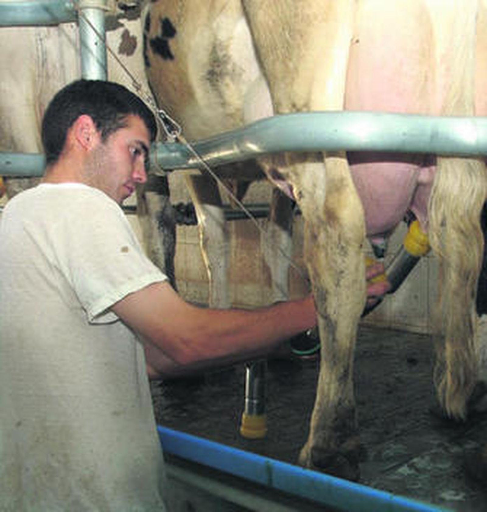 Un vaquero de Los Pedroches durante un ordeño.