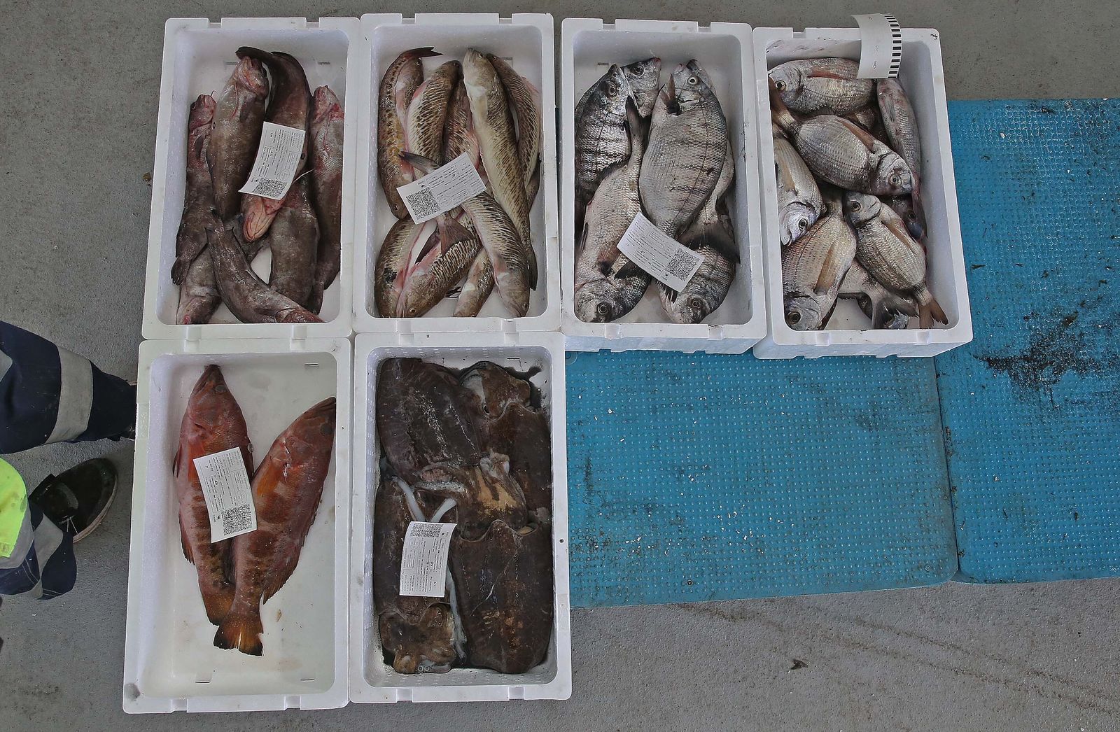 El puerto pesquero de La Línea, en imágenes