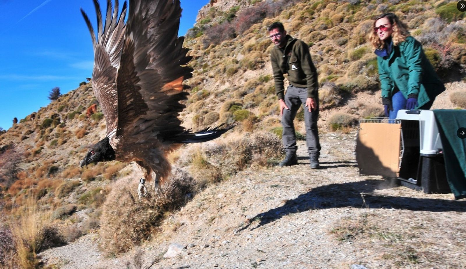 La reintroducción de especies amenazadas cumple otro hito en Granada: un quebrantahuesos ya vuela por Sierra Nevada