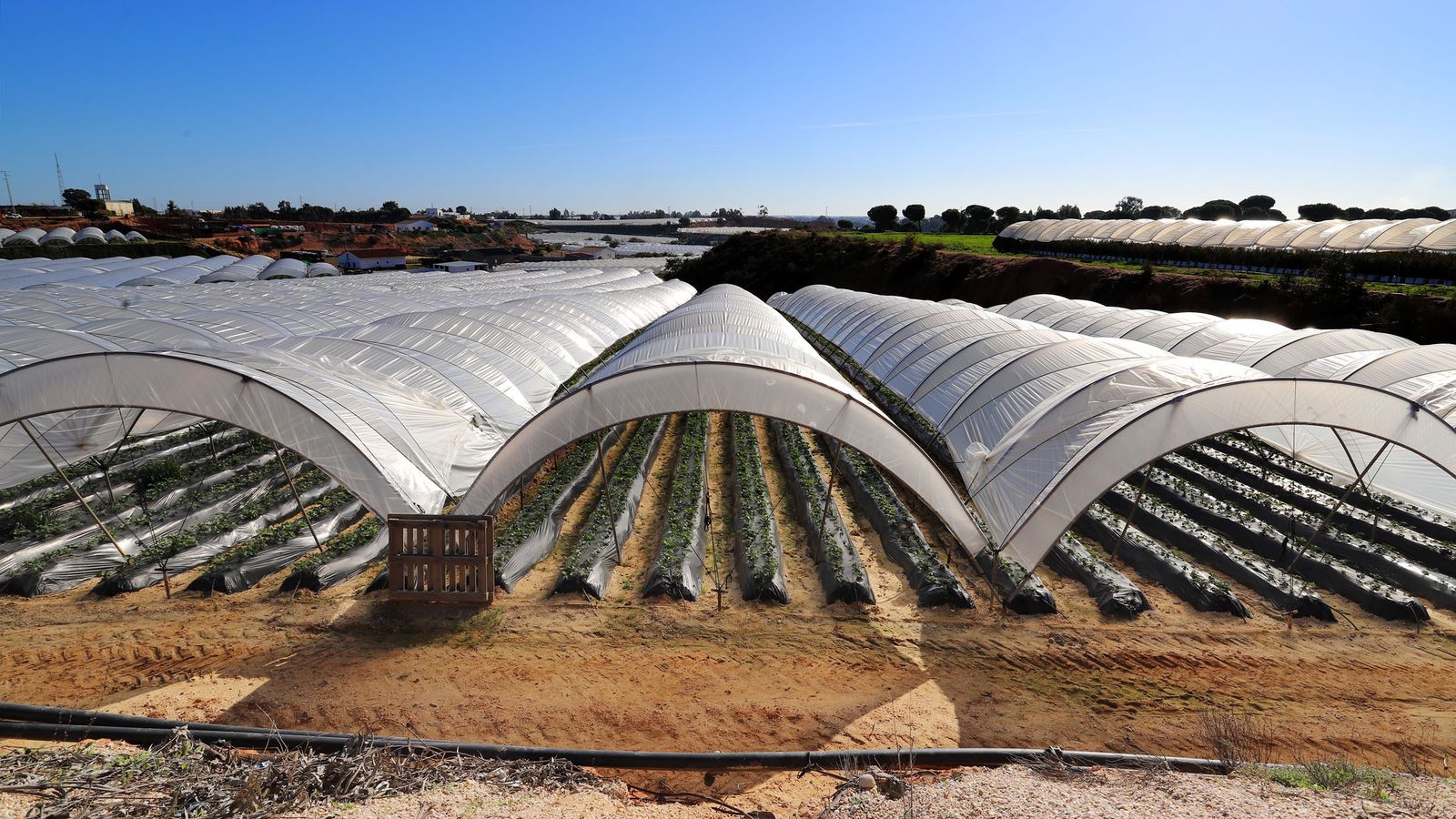 Los campos de fresas están en las primeras etapas de producción.