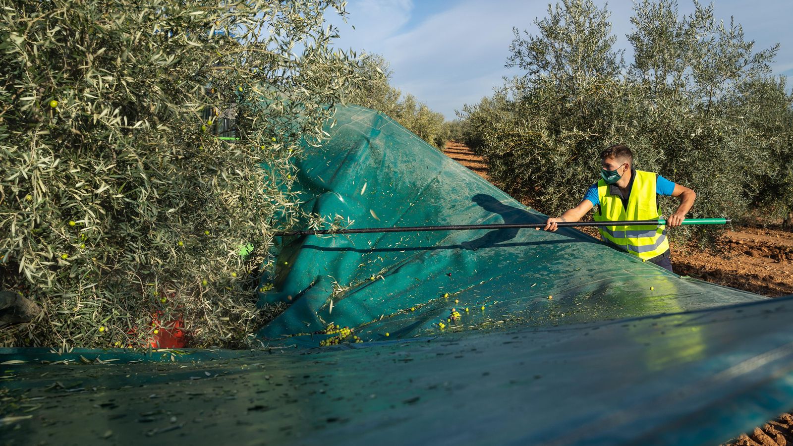 Campaña del verdeo en Agro Sevilla