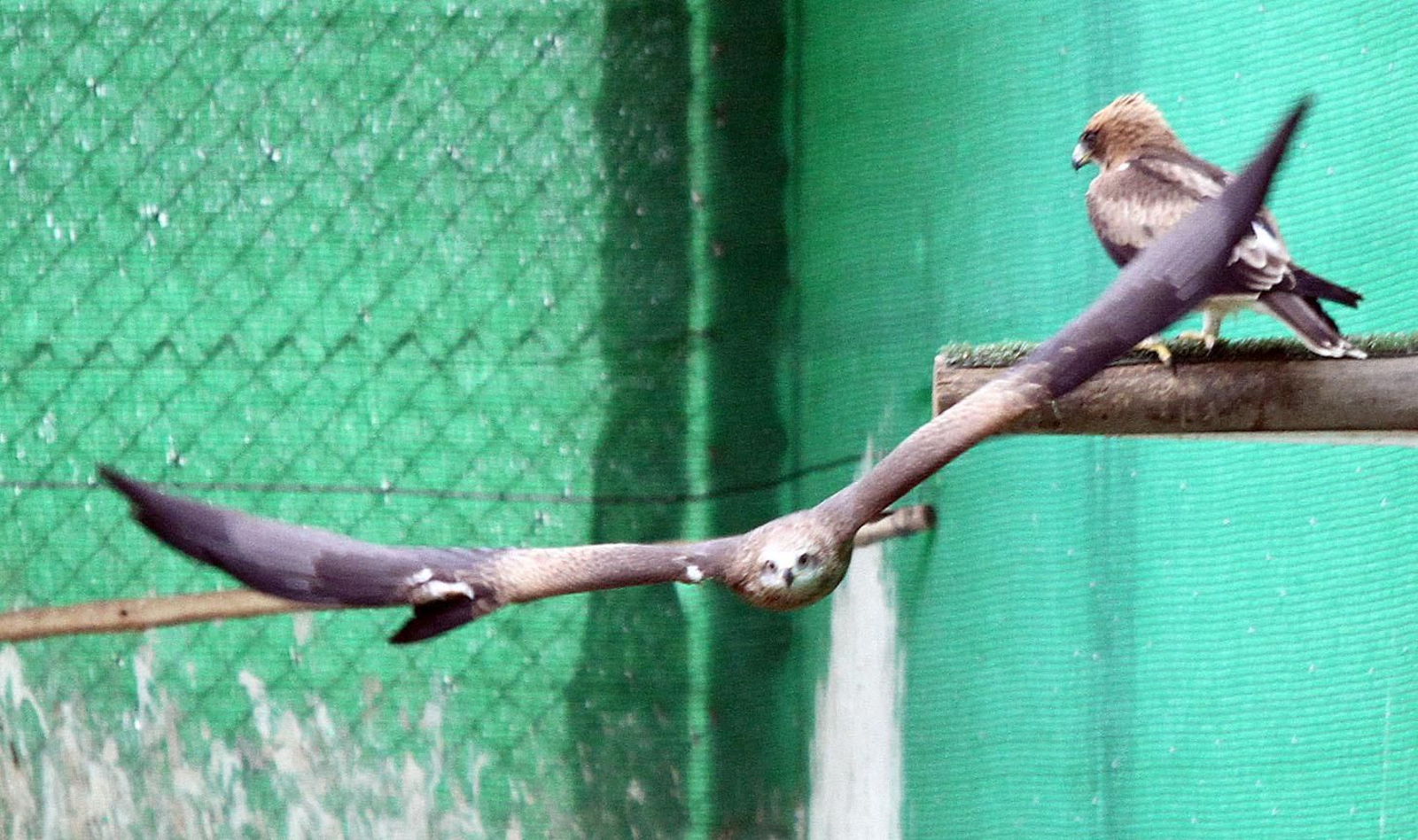 Centro de especies protegidas CREA-CEGMA